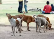 Ahmedabad AMC Appoints 25 Nodal Officers to Keep Civic Buildings Stray-Dog Free