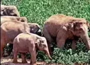 Andhra's 15-Year Elephant Menace: New Strategy with Kumki Elephants & Translocation