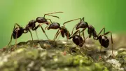Ants in Plant Pots? 9 Safe, Chemical-Free Ways to Protect Your Plants