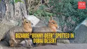 Australian Woman in Dubai Films Bizarre 'Bunny-Deer' Creatures, Video Goes Viral