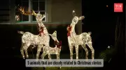 Beyond Reindeer: 5 Animals That Hold Special Meaning for Christmas