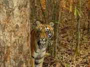 Bihar's Kaimur Wildlife Sanctuary Gets In-Principle Nod to Become State's Second Tiger Reserve