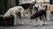 BMC Launches AI Pilot to Survey & Geotag Stray Dogs in Mumbai
