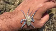 British Tourist's Close Call with Deadly Blue-Ringed Octopus in Philippines Goes Viral