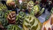 Calathea Makoyana Care Guide: 6 Tips to Grow Vibrant Peacock Plant