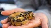 Can Snakes Bond? Research Reveals How Reptiles Recognize Their Owners