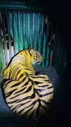 Chandrapur's 'Problem Tiger' T-115 Captured After 2-Month Hunt, 2 Deaths