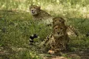 Cheetah Hair Strand Solves Gwalior Hit-and-Run Mystery, Cub Killed on Highway
