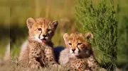 Cheetah Revival Suffers Blow: 26-Month-Old Cub Killed on Agra-Mumbai Highway