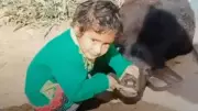 Child's Viral Act: Brushing Calf's Teeth Sparks Internet Aww
