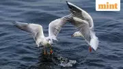 Chinese GPS Tracker on Seagull Near Karwar Naval Base Raises Eyebrows