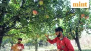 Climate Shocks and Insurance Gap Threaten Kashmir's ₹15,000 Crore Apple Economy