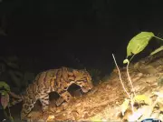 Clouded Leopard Sighted in Assam's Kakoi Reserve, A Conservation Milestone