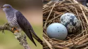 Cuckoo's Nest Strategy: Why Laying Eggs in Crow Nests is an Evolutionary Masterstroke