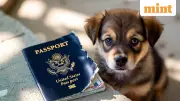 Dog Chews Passport Before Flight: Viral Video Sparks Travel Warning