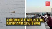 Dolphins Grace Mumbai's Worli Sea Face, Offering Rare Moment of Urban Calm