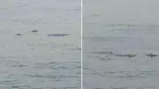 Dolphins Spotted at Mumbai's Worli Sea Face, Netizens Amazed | Watch Video