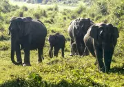 Elephant Herds Disrupt Rail Traffic: 5 Trains Cancelled in Chakradharpur Division