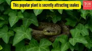 English Ivy Attracts Snakes: The Hidden Danger in Your Garden