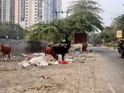 Ghaziabad: Stray Dogs, Cattle Menace Plague Vaishali, Residents Demand Action