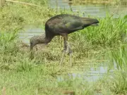 Glossy Ibis Returns to Bhilwara: Confirmed Breeding in Rajasthan for Second Year