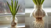 Grow Garlic at Home in Plastic Bottles: No Garden Needed