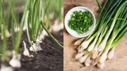 Grow Spring Onions at Home: A Simple Solution to Rising Food Costs