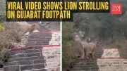 Gujarat's Viral Video: Lion Calmly Walks Past People on Palitana Footpath