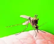 India's Malaria Cases Drop 80% Since 2015, Elimination Target 2030 in Sight