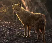 Jackal Rescued After Suspected Poisoning in Hazaribag Forest