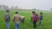 Joint Survey Finds No Yellow Rust in Ambala & Panchkula Wheat Crops