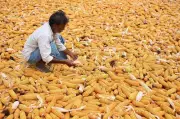 Karnataka Maize MSP Fails as Farmers Skip Dharwad Procurement Centre