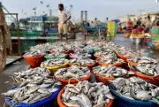 Kasimedu Tuna Crisis: 100 Tonnes Daily Catch, Yet Fishermen Struggle