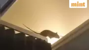 KLM Flight Cancelled After 'Massive' Rat Spotted on Plane, Sparks Health Fears