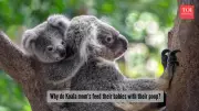 Koala Moms Feed Babies Poop: The Gross But Genius Survival Trick