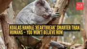 Koalas Teach a Lesson in Handling Rejection: Why They Sleep After a 'No'