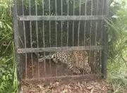 Kolhapur Workshop Tackles Human-Wildlife Conflict: 15-30 Daily Rescue Cases