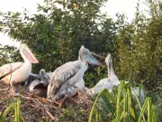 Mandya's Srirangapatna Bird Sanctuary Sees Surge with 2,700 Migratory Birds