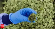 Medical Cannabis Benefits Questioned: 30% Users May Have Disorder, Study Finds