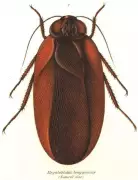 Megaloblatta: Meet the World's Largest Winged Cockroach with 20 cm Wingspan