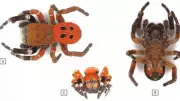 Morocco's Red-Headed Spider Discovery Stuns Scientists