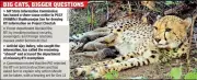 MP Info Commission Issues Show-Cause to Top Forest Officer Over Cheetah Project RTI Denial