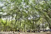 MPs Fight to Save 1,700 Trees in Nashik's Tapovan for Kumbh 2027