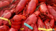 Mystery in Maine: $400K Lobster, Oysters, Crabs Vanish