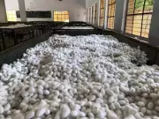 Mysuru Sericulture Event: Focus on Tech & Subsidies to Boost Cocoon Quality