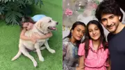 Namrata Shirodkar Mourns Loss of Pet Dog Nobu, Family Shares Heartfelt Tributes