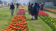 NDMC's Massive Tulip Drive: Over 2.6 Lakh Bulbs to Beautify Lutyens Delhi from Dec 27