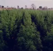 Neemuch Police Busts Massive Illegal Cannabis Farm on Govt Land, Seizes 3.25 Quintals