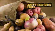 Not India! This Country Boasts 4000 Unique Potato Varieties