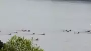 Odisha Monkeys' Crocodile Rescue: Viral Video Shows Heroic Group Effort